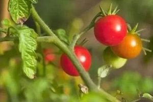 2022年BBC热门纪录片：《绿色星球》，由大卫·阿滕伯勒主持，探索植物的奇妙世界